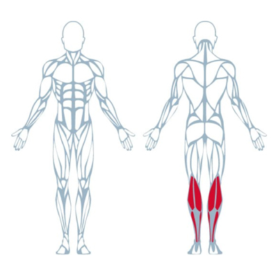 A400 Seated Calf