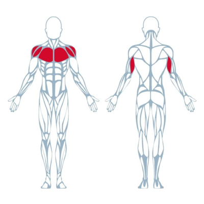 A400 Triceps