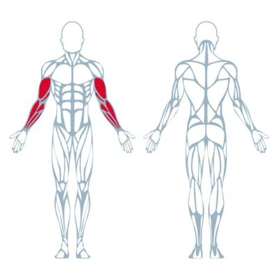 A400 Arm Curl